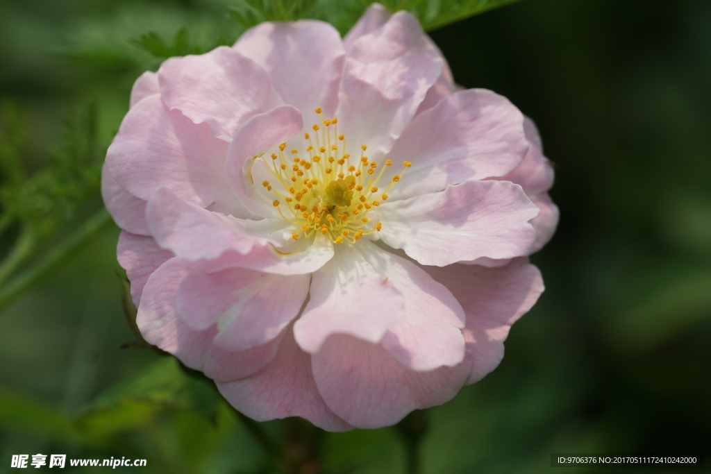 高清粉色蔷薇花