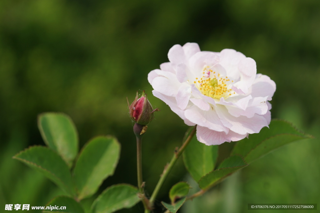 盛开的粉色蔷薇 蔷薇花苞