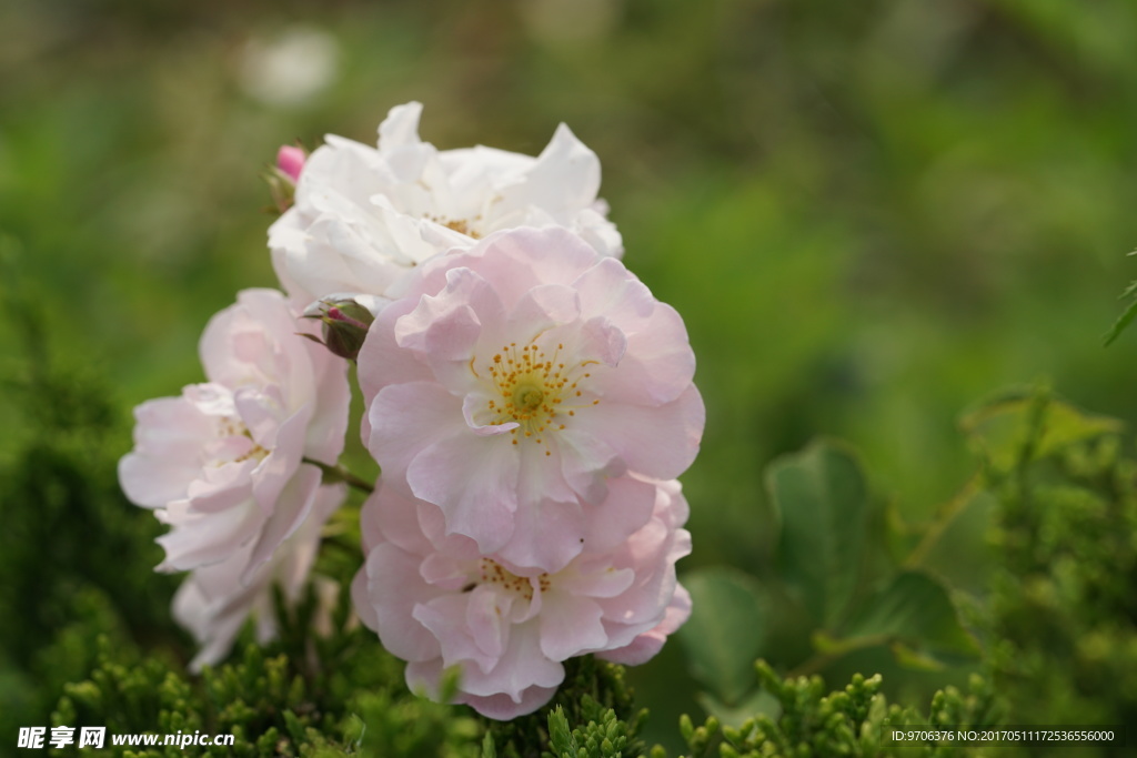 高清花卉 粉色蔷薇