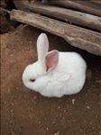 小白兔