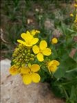 油菜花