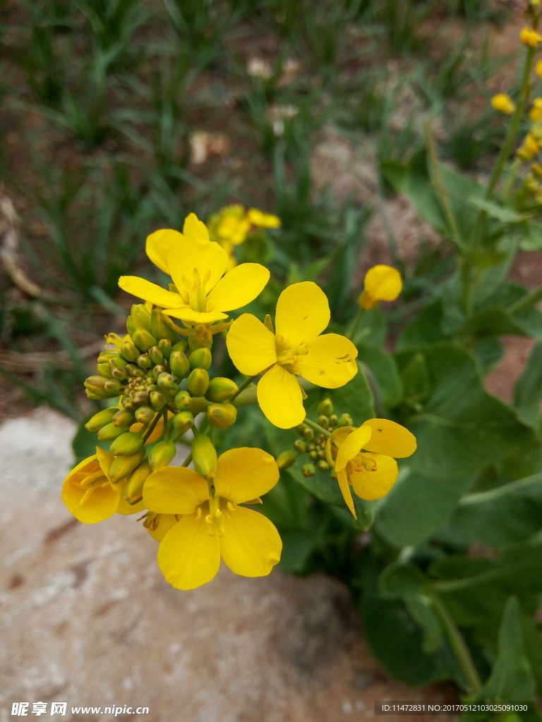油菜花