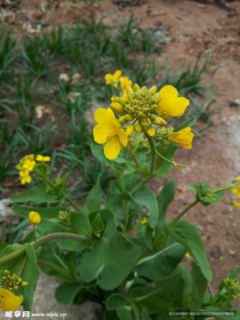 油菜花