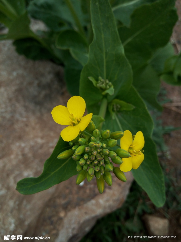 油菜花