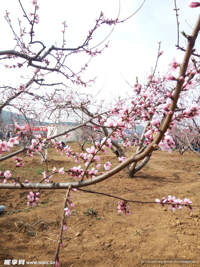 桃花