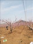 桃花林