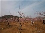 桃花林