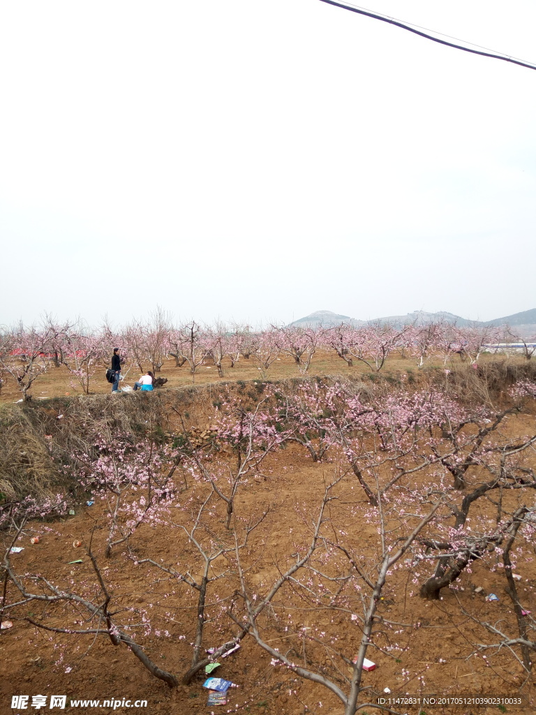 桃花源