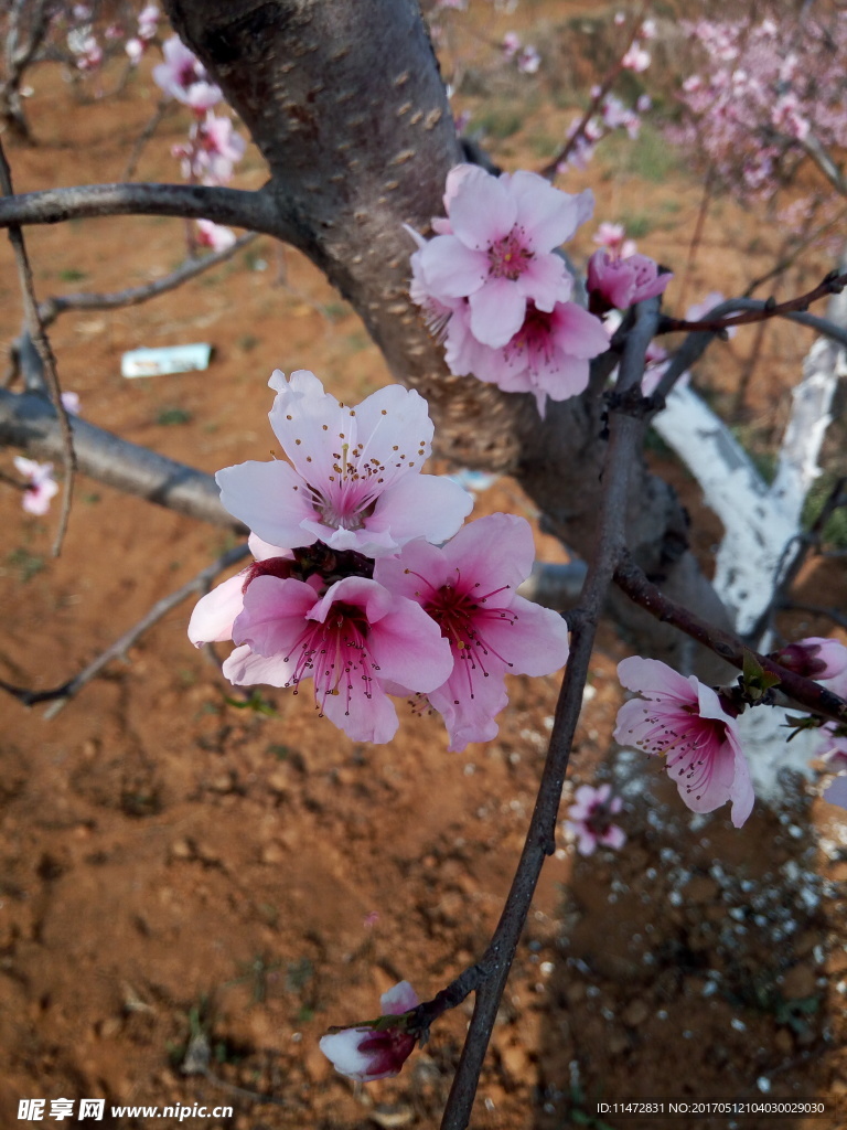 桃花
