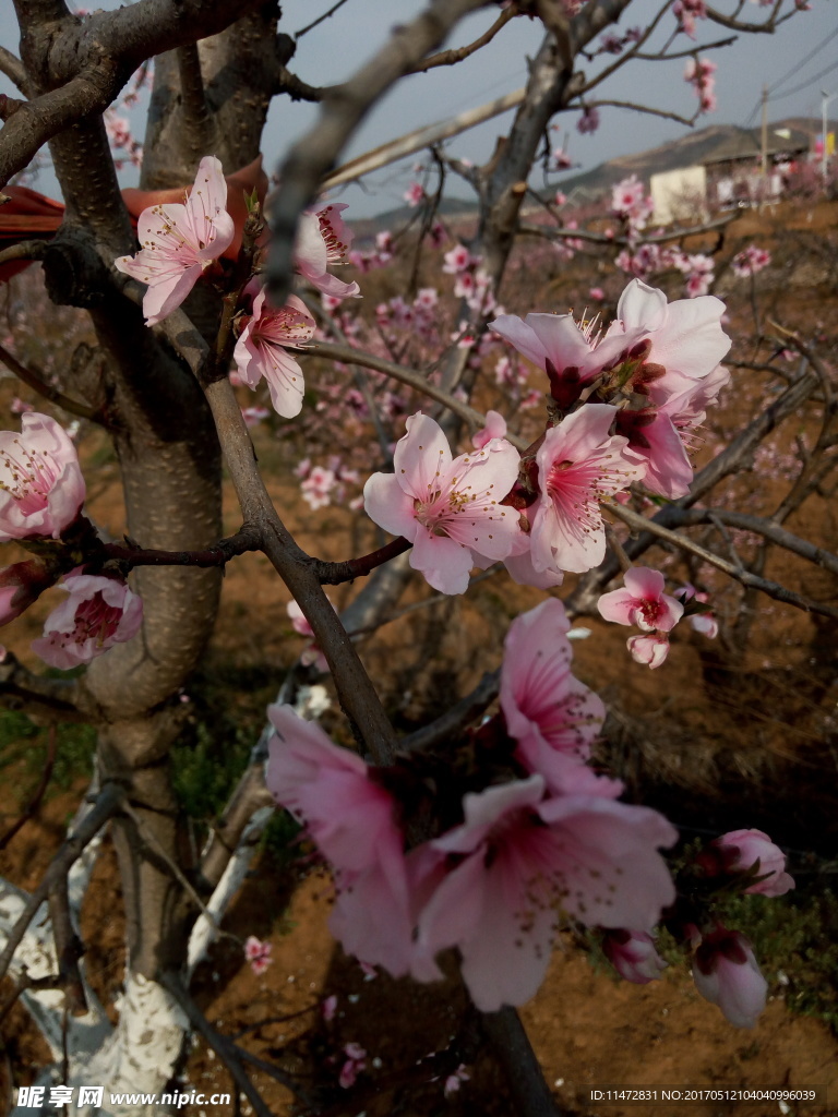 桃花