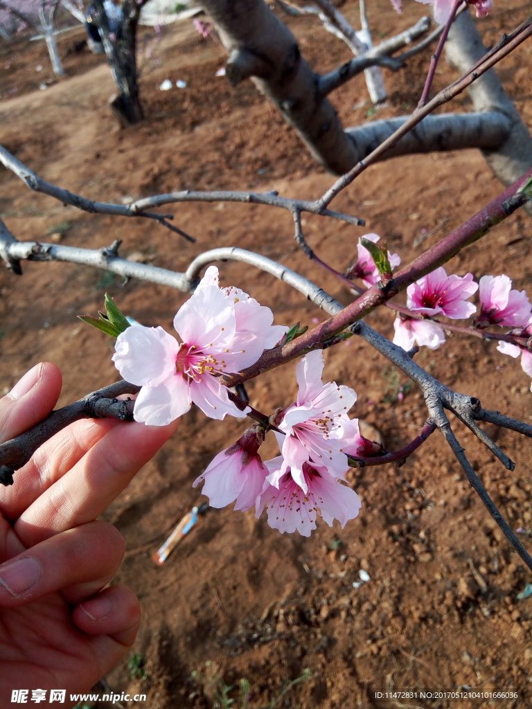 桃花