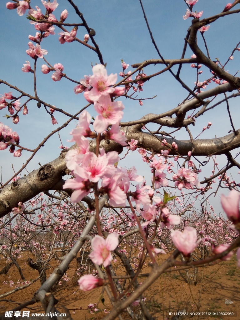 桃花