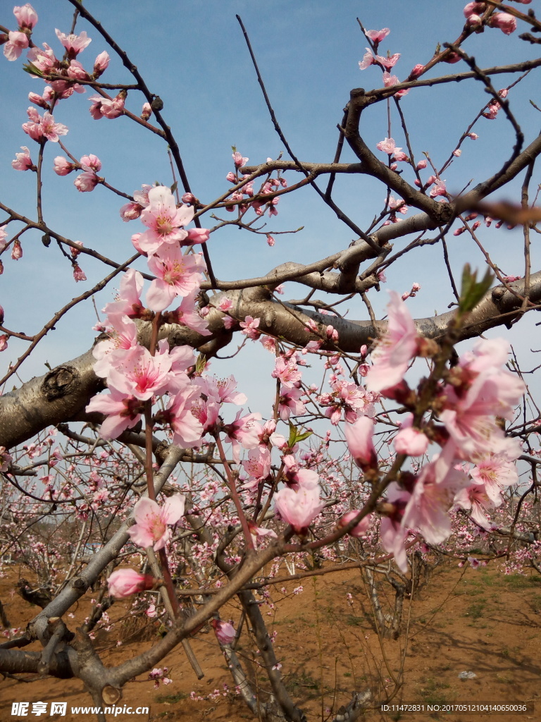桃花