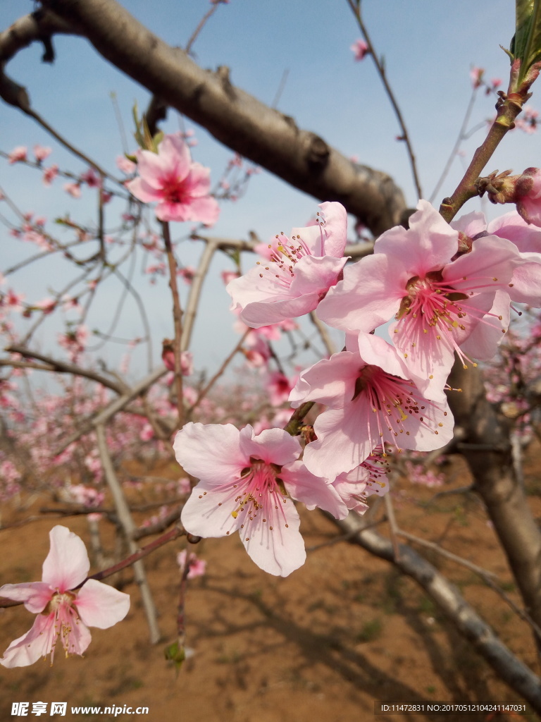 桃花