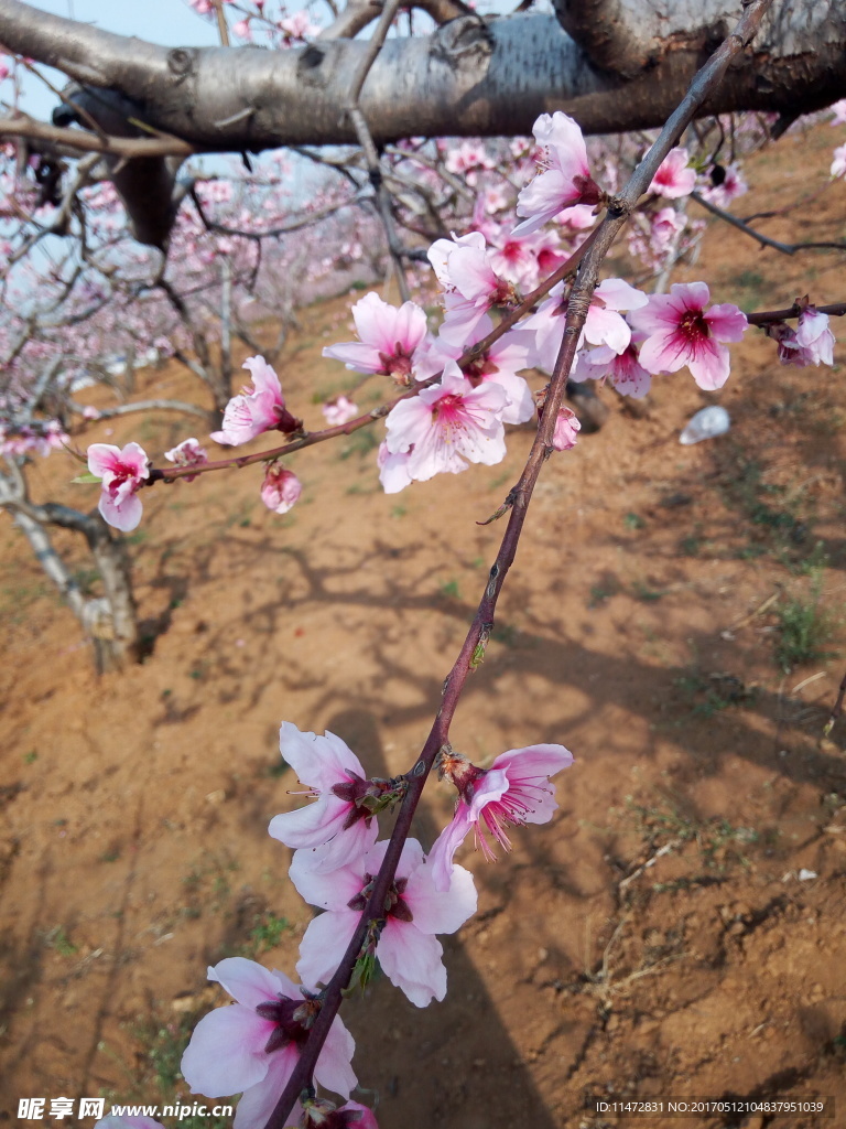 桃花