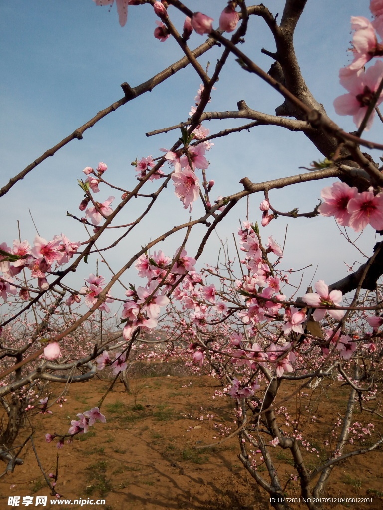 桃花