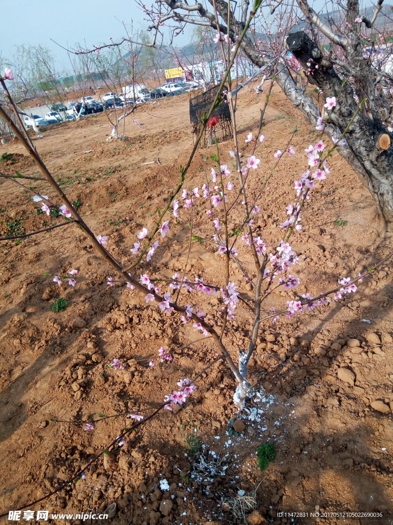 桃花