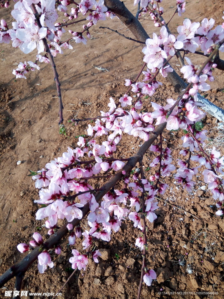 桃花