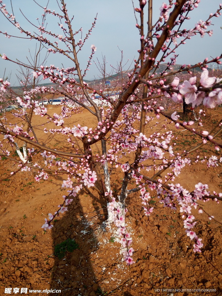 桃花