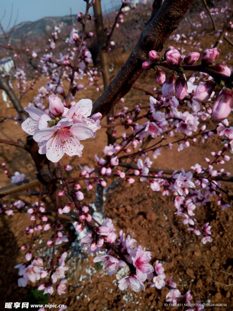 桃花