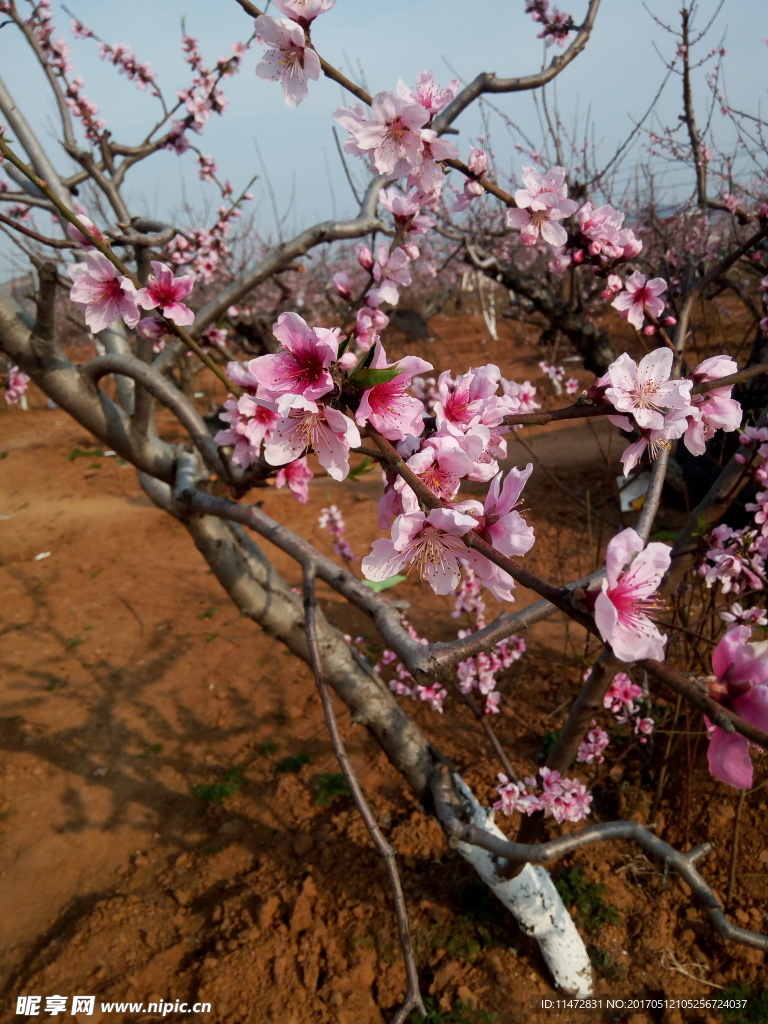 桃花