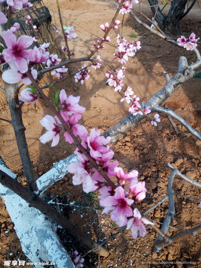 桃花