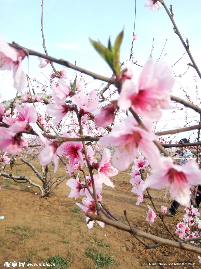 桃花