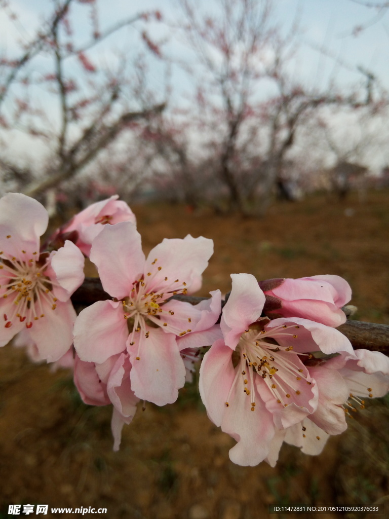 桃花