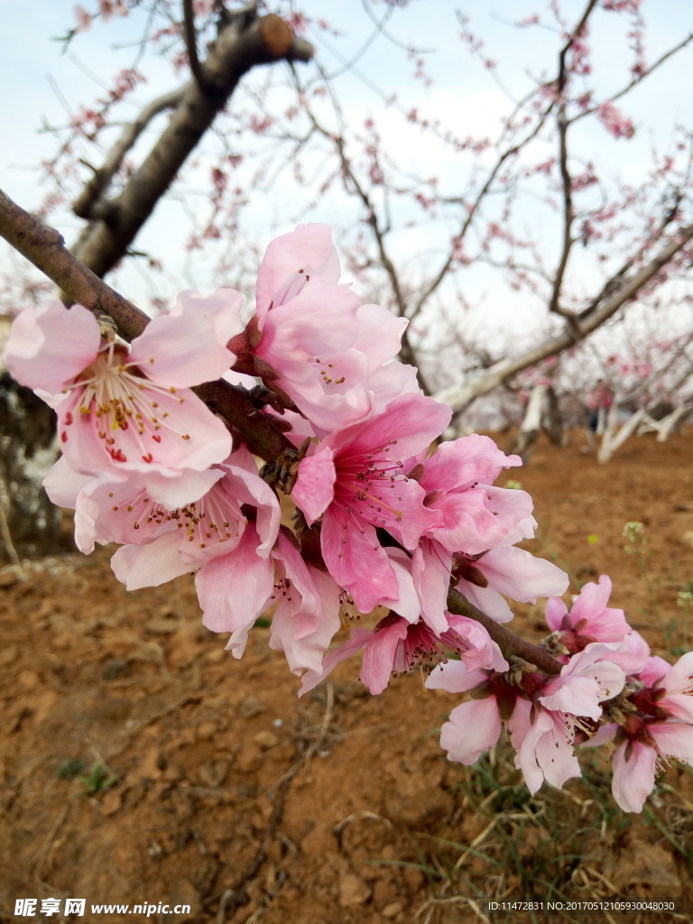 桃花