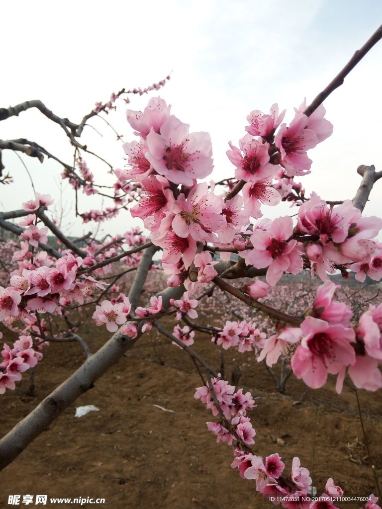 桃花