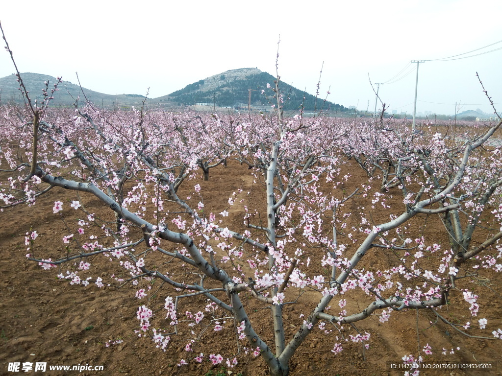桃花