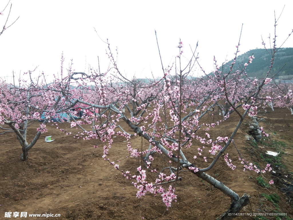 桃花