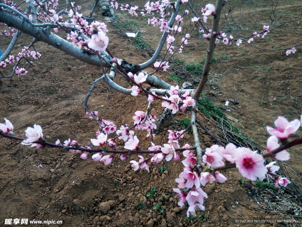 桃花