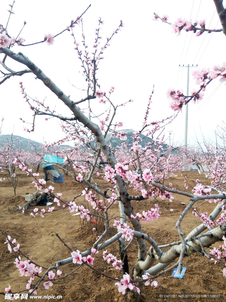 桃花