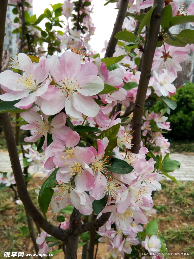 海棠花