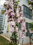 海棠花