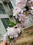 海棠花