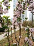 海棠花