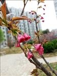 榆钱梅