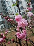 榆钱梅