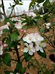 海棠花