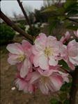 海棠花