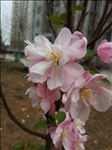 海棠花