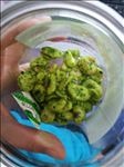 蚕豆