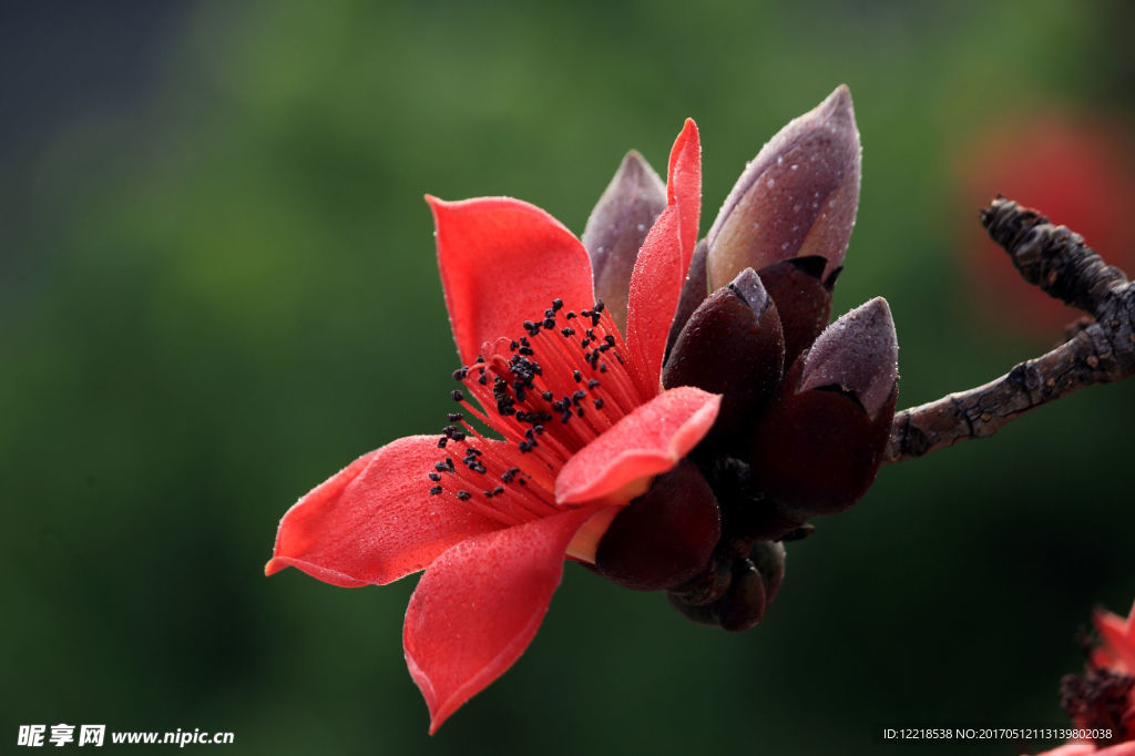 红棉花