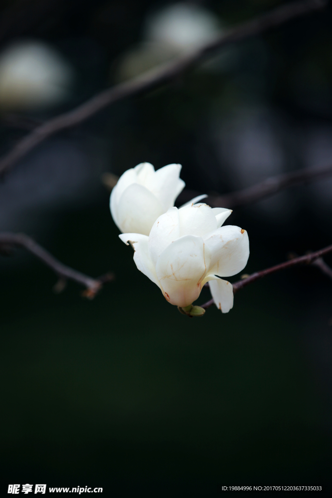 白色玉兰花