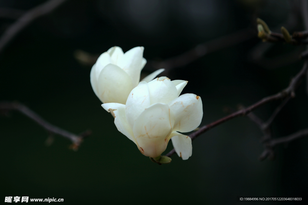 白玉兰花开