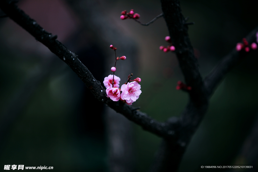 春梅花开