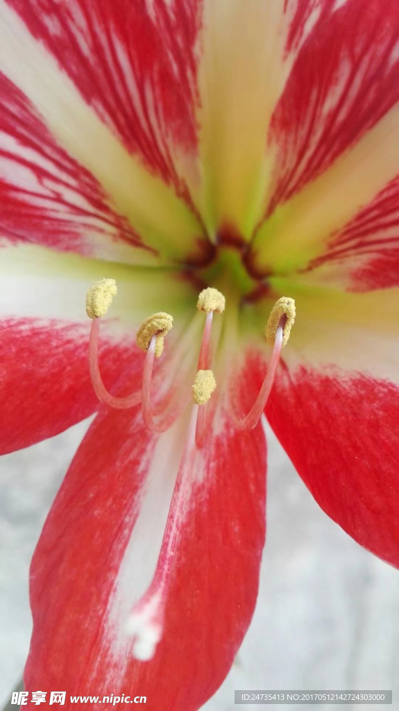 花蕊