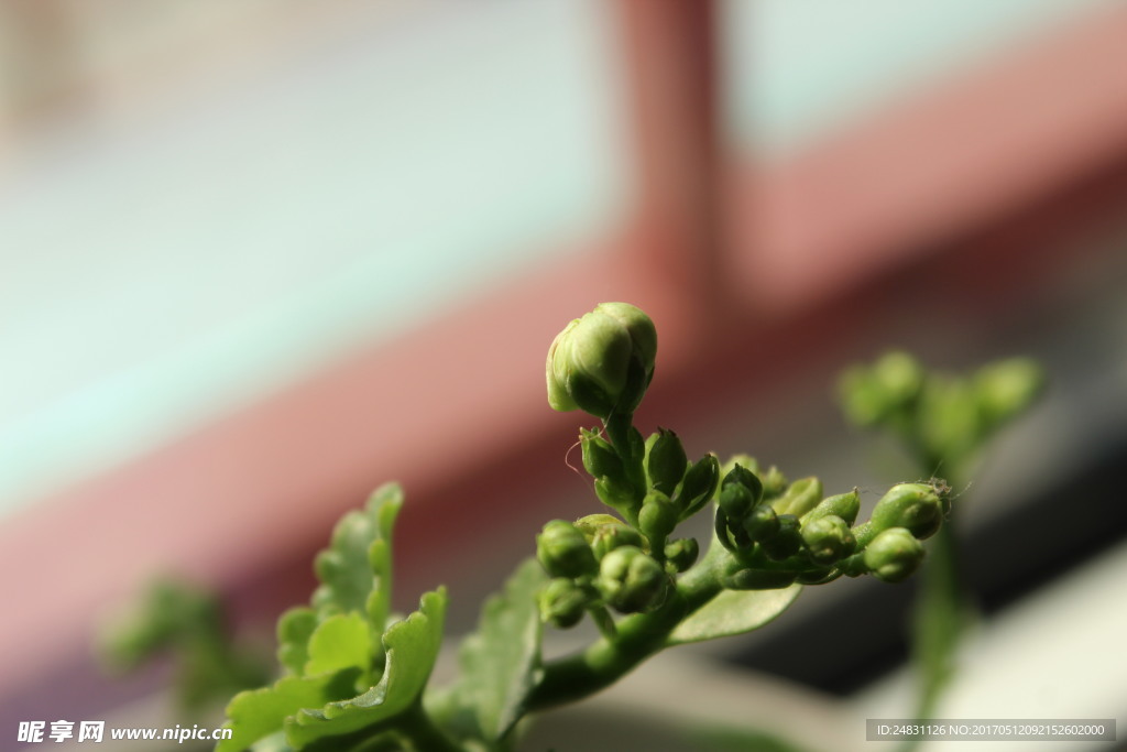 花蕾